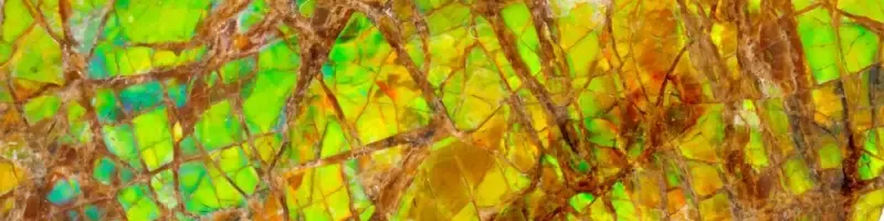 Raw ammolite fossil
